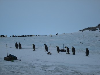 Antenne manchots 2